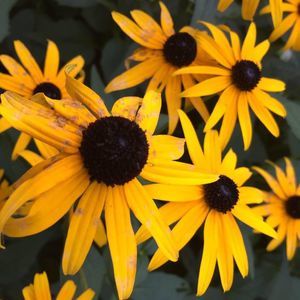 Meet your Posher, Lily